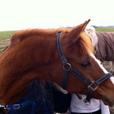 Hollandsk Sportspony Ronaldo