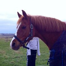 Hollandsk Sportspony Ronaldo