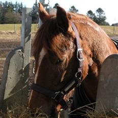 Anden særlig race Papaya