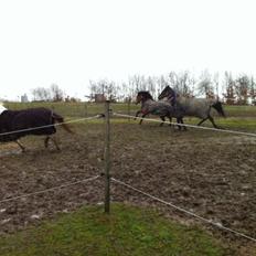 Anden særlig race Zybilla R.I.P. - 17/4-2013