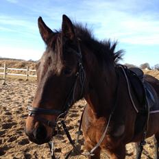 Dansk Varmblod Silhouette