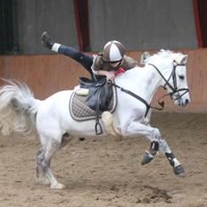Welsh Pony (sec B) Oddens Pigatju. S