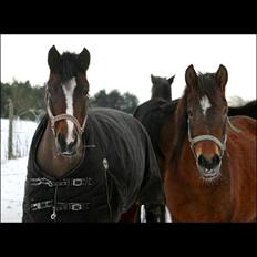 New Forest Odbjergs Amelie