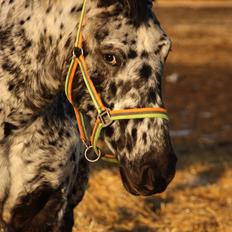 Knabstrupper Damgårds Sebastian (død 2022) [himmelhest]