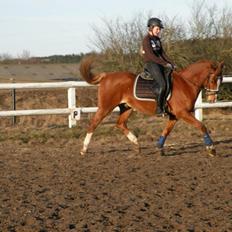 Anden særlig race Romeo<3