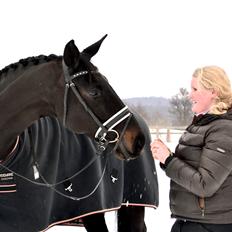 Trakehner Lefitia "Effie" 