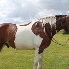 Anden særlig race Trible