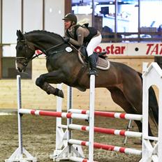 Polsk Varmblod Hatilio