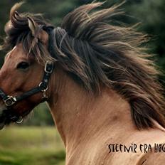 Islænder Stefnir fra Høgsbro