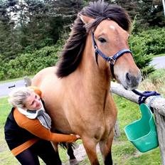 Islænder Stefnir fra Høgsbro