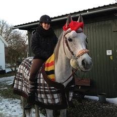 Arabisk fuldblod (OX) | Ramuz Asil OX