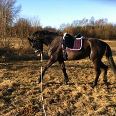 Oldenborg Elsig´s Carmen