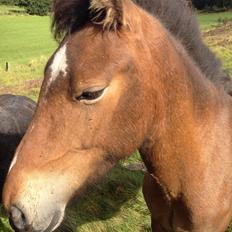 Islænder Sproti fra Skovstrupholm