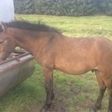 Islænder Sproti fra Skovstrupholm