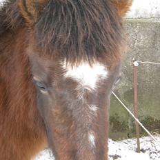 Islænder Sproti fra Skovstrupholm