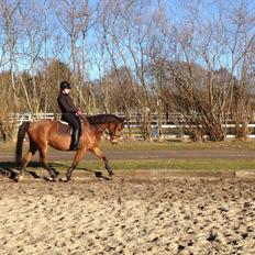 Dansk Varmblod Lucky Capana