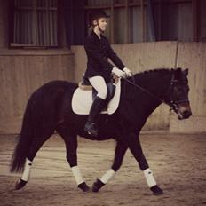 New Forest Stenhøjgaards Amanda <3