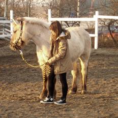 Konik Polski | Gneisti | Hvil i fred