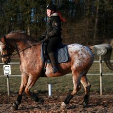 Appaloosa The touch of coco