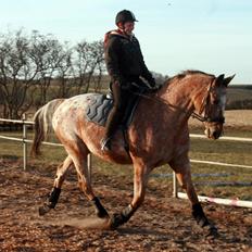 Appaloosa The touch of coco