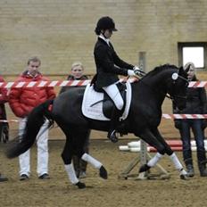 DSP Fredbo's Garmin KÅRET HINGST