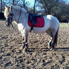 Fjordhest Anja<3 (My Soulmate<3).             (Solgt)