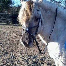 Fjordhest Anja<3 (My Soulmate<3).             (Solgt)