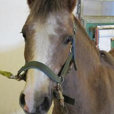 Dartmoor Skovbrynets Bastjan