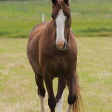 Hollandsk Varmblod Wendy †