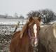 Palomino Wede's Miss Dia 