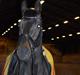 Dansk Varmblod Batic