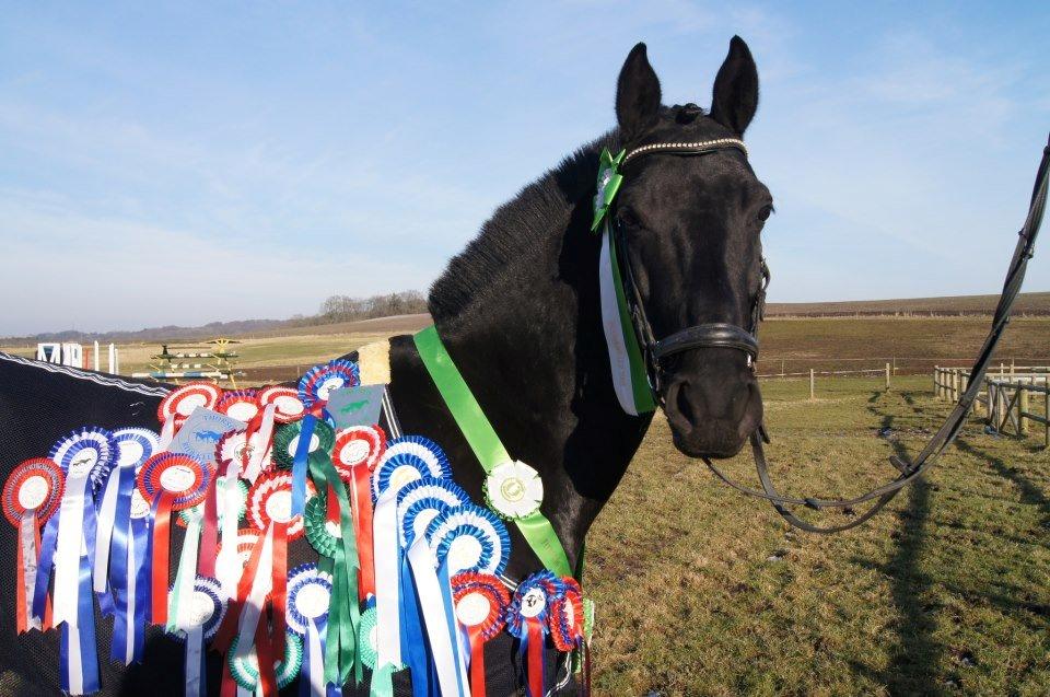 Anden særlig race Medomgårds Malle (Pensioneret) billede 8