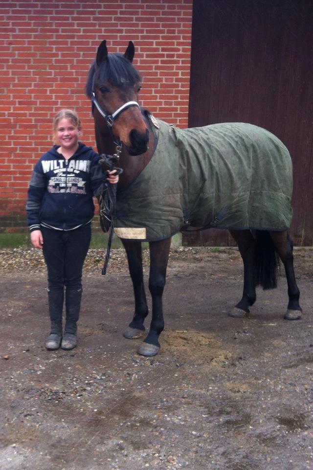 Hollandsk Sportspony Traquito. - Lige kommet hjem med ham den dejlige!<3 billede 6