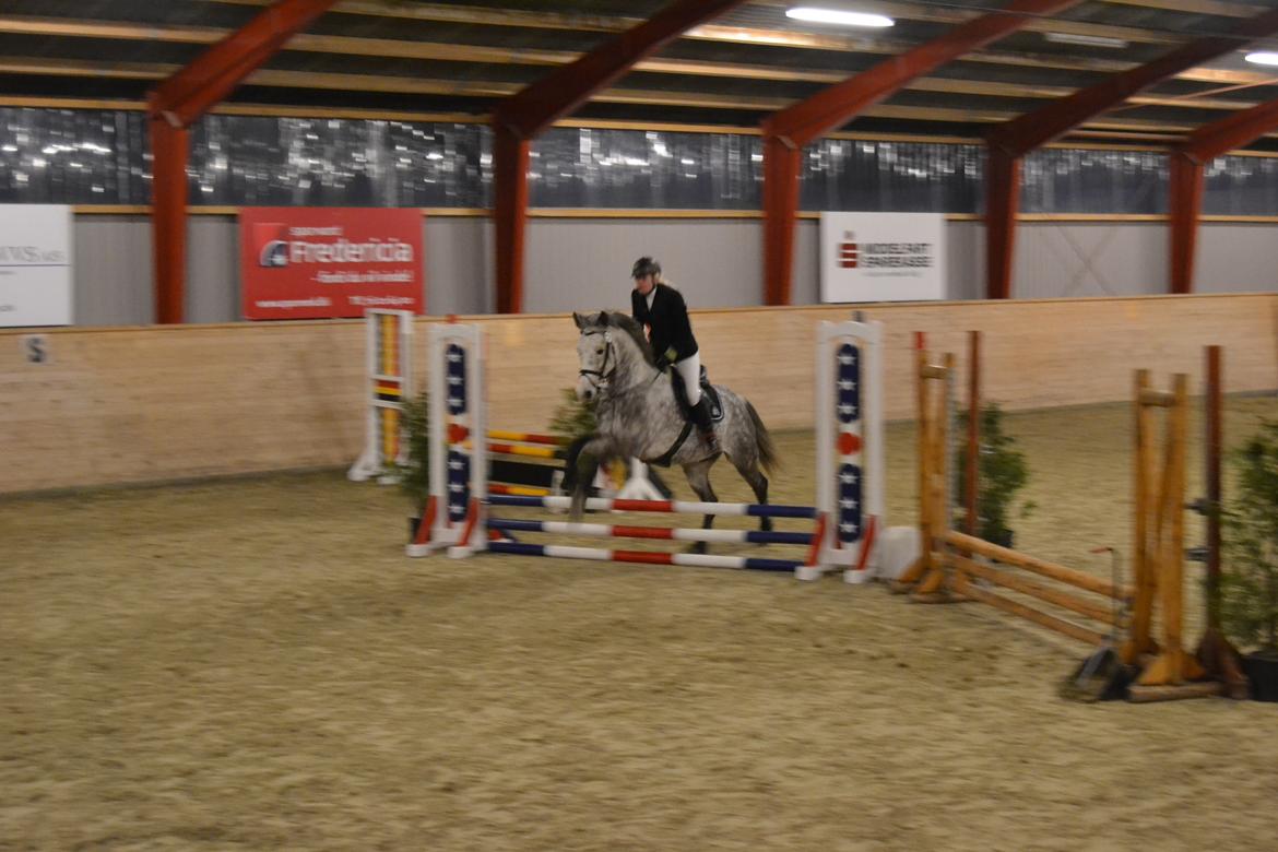 Arabisk fuldblod (OX) Milton - Marts 2013, 50 cm. billede 13