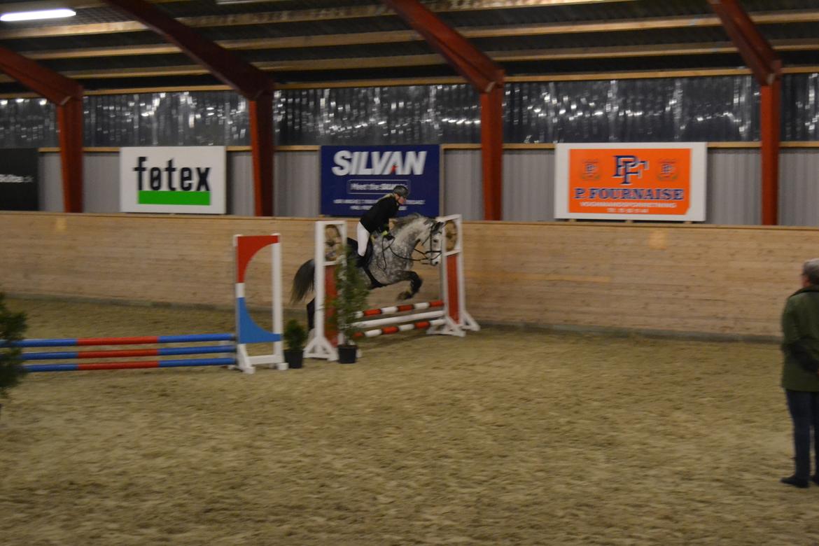 Arabisk fuldblod (OX) Milton - Marts 2013, 50 cm.  billede 14