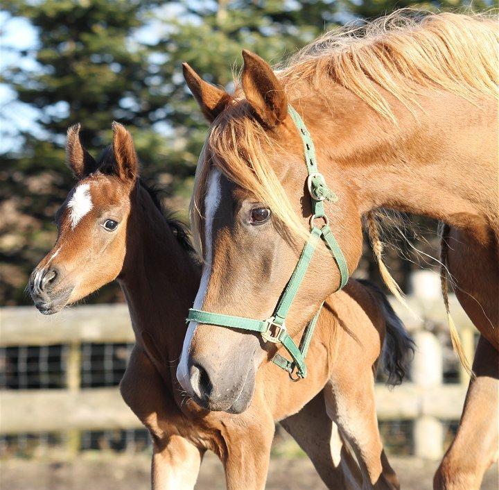 Arabisk fuldblod (OX) Rosary D. - SOLGT - billede 4