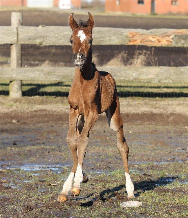 Arabisk fuldblod (OX) Rosary D. - SOLGT - billede 5