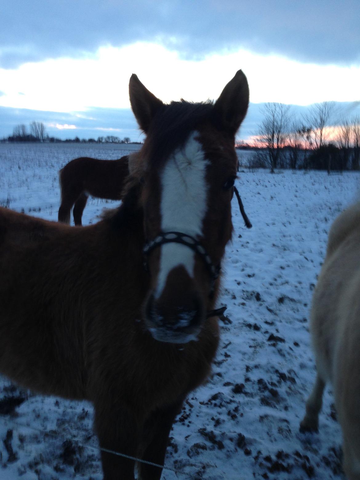 Pinto Dancing Rose billede 7