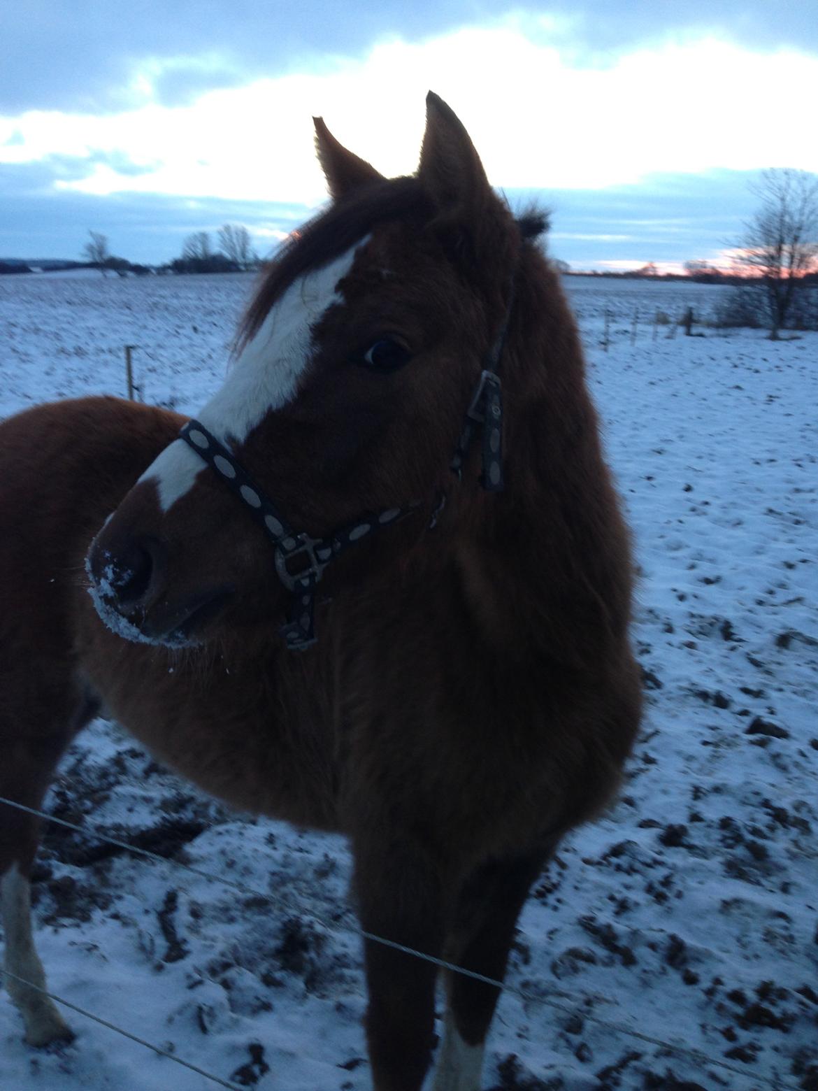 Pinto Dancing Rose billede 8