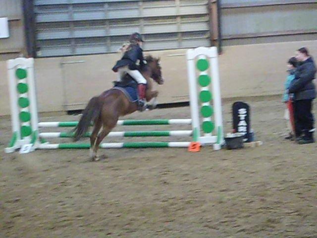 Welsh Mountain (sec A) Coverland's Athena billede 8