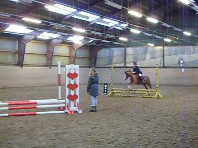 Welsh Mountain (sec A) Coverland's Athena billede 11