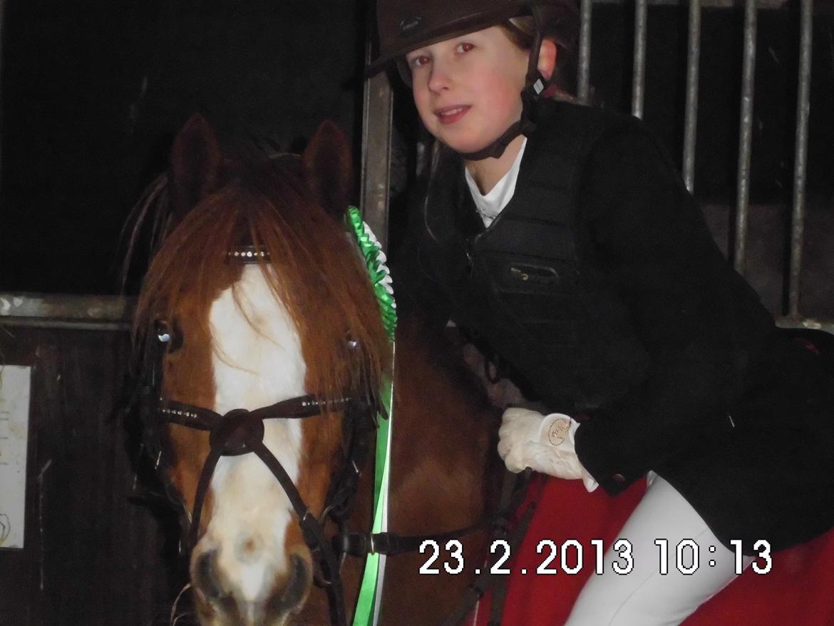 Welsh Mountain (sec A) Coverland's Athena billede 6