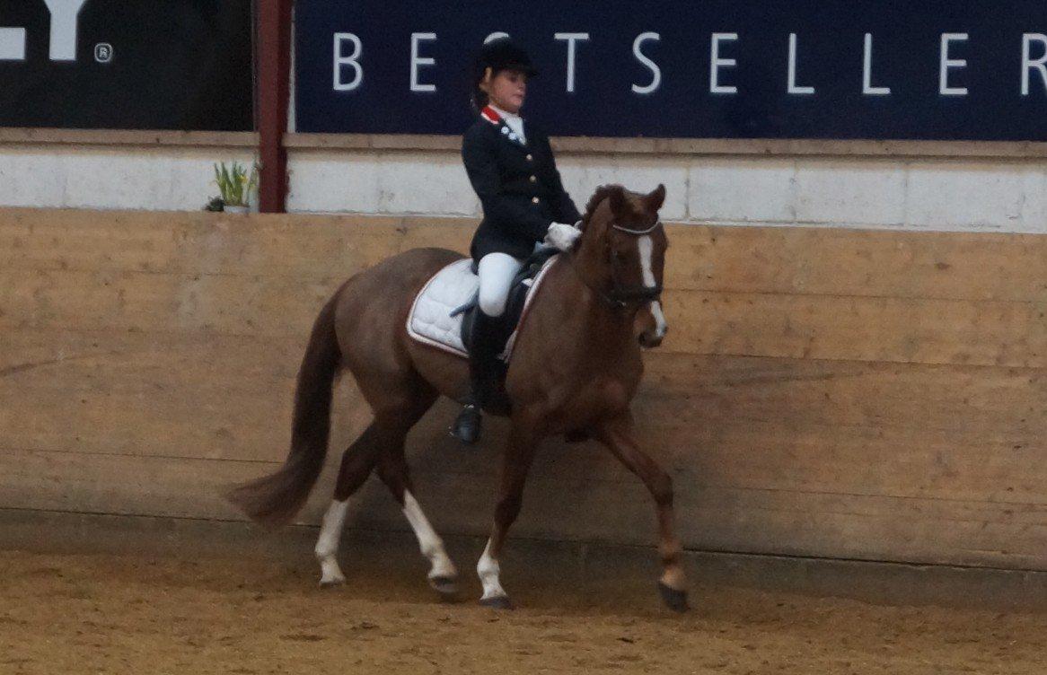 DSP Holmgaards Da Silva • B-PONY • - Versade i Brande. billede 6