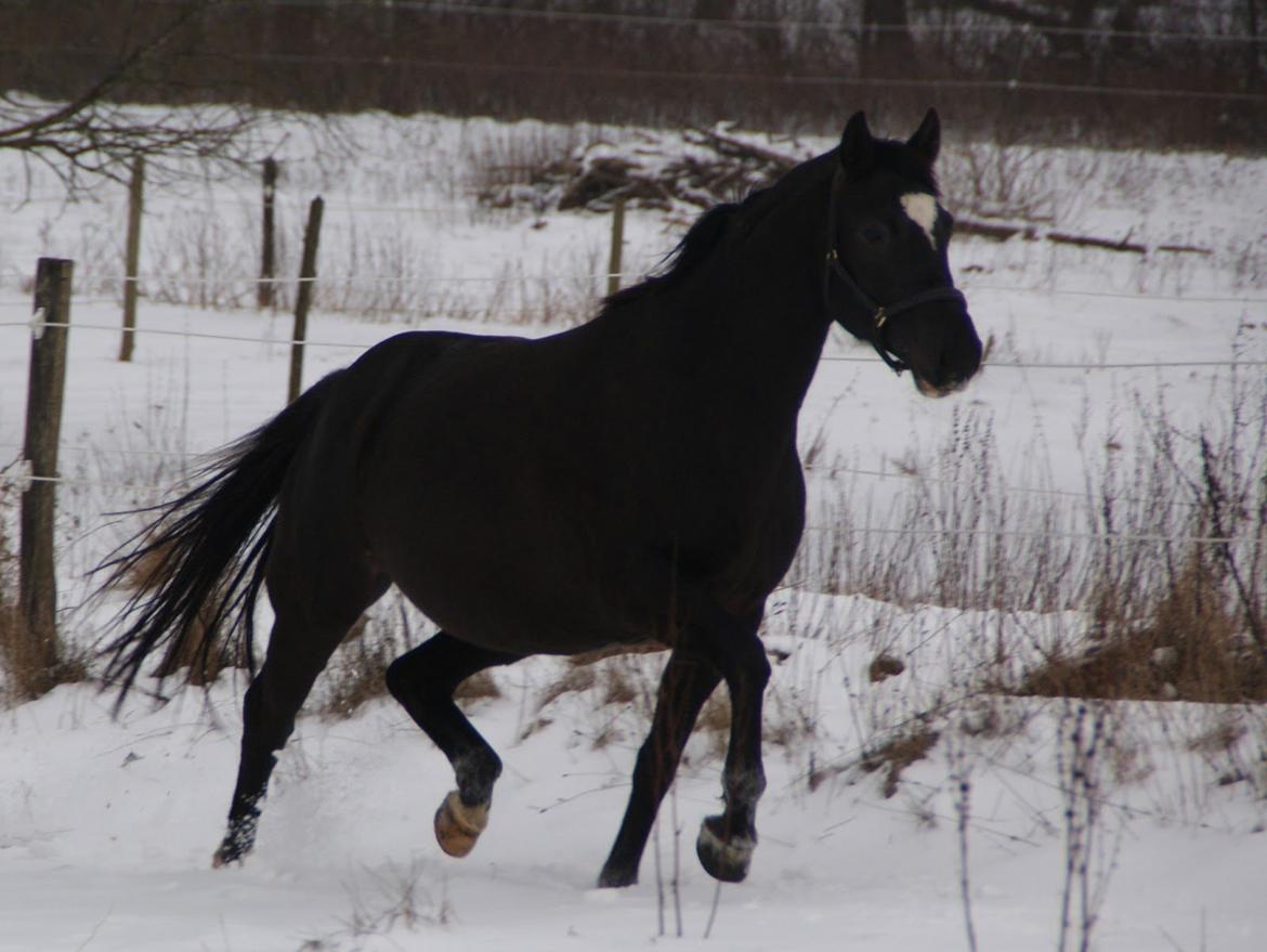 Trakehner Madam Mim billede 5