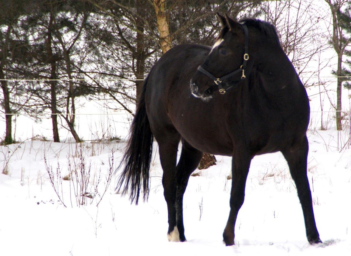 Trakehner Madam Mim billede 12