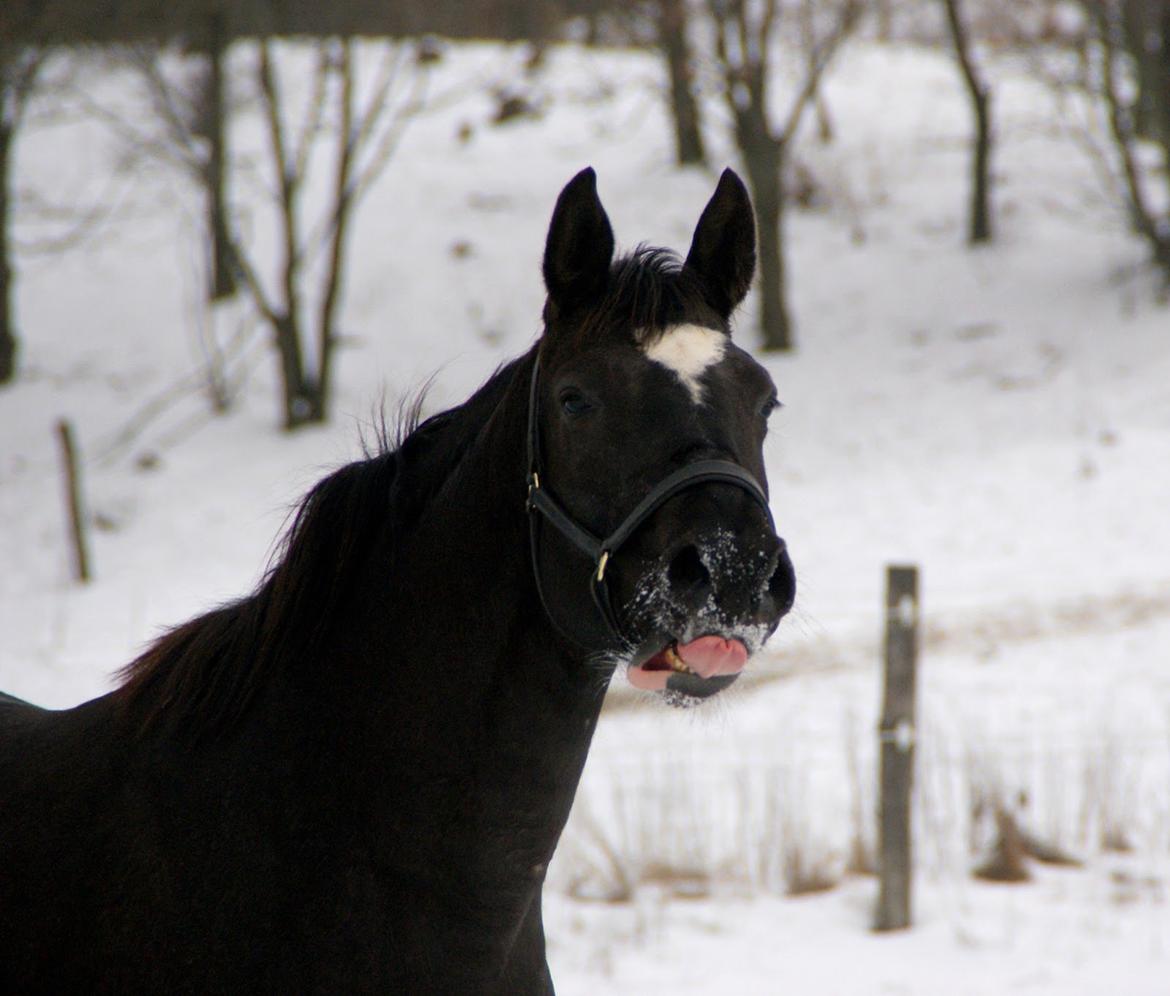 Trakehner Madam Mim billede 10