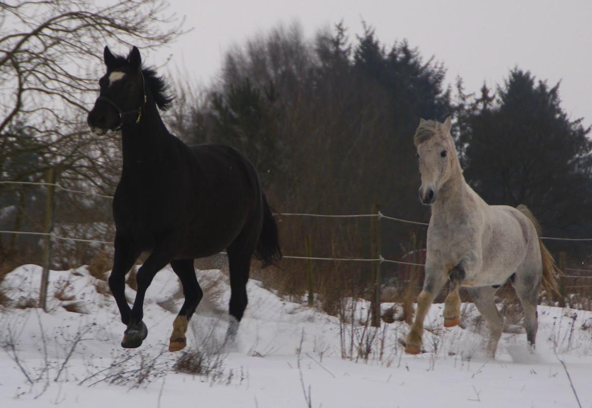 Trakehner Madam Mim billede 9