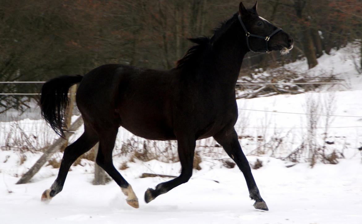 Trakehner Madam Mim billede 6