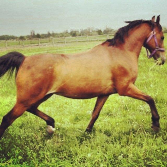 DSP Passion *palle* (skadet) billede 9