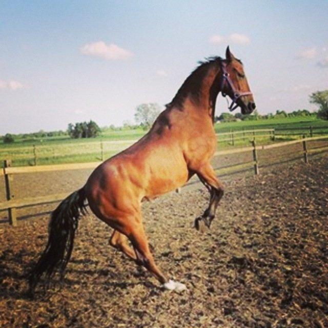 DSP Passion *palle* (skadet) billede 10